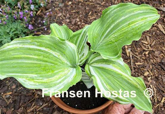 Hosta Marilyn Monroe Streaked